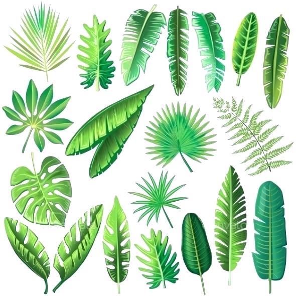 590x590 Tropical Foliage Plants