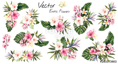 500x272 Set Tropical Vector Flowers Card With Floral Illustration