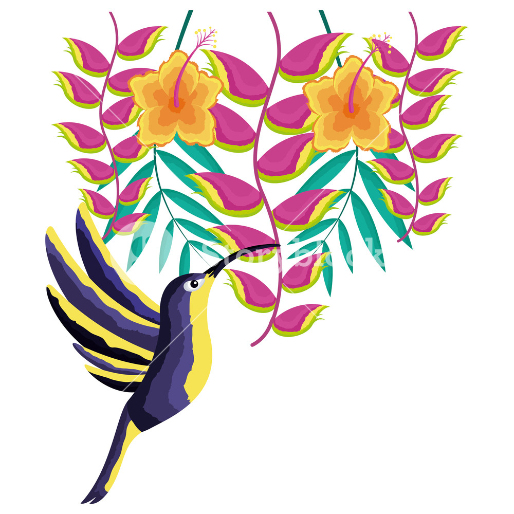1000x1000 Hummingbird Bird Flowers Tropical Vector Illustration Vector