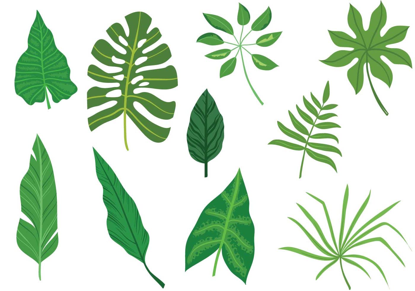 1400x980 Best Free Tropical Leaves Vector Image Free Vector Art, Images