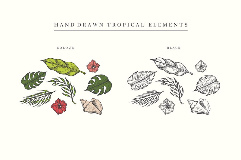 800x532 Free Hand Drawn Tropical Vector Graphics Elements Dribbble Graphics