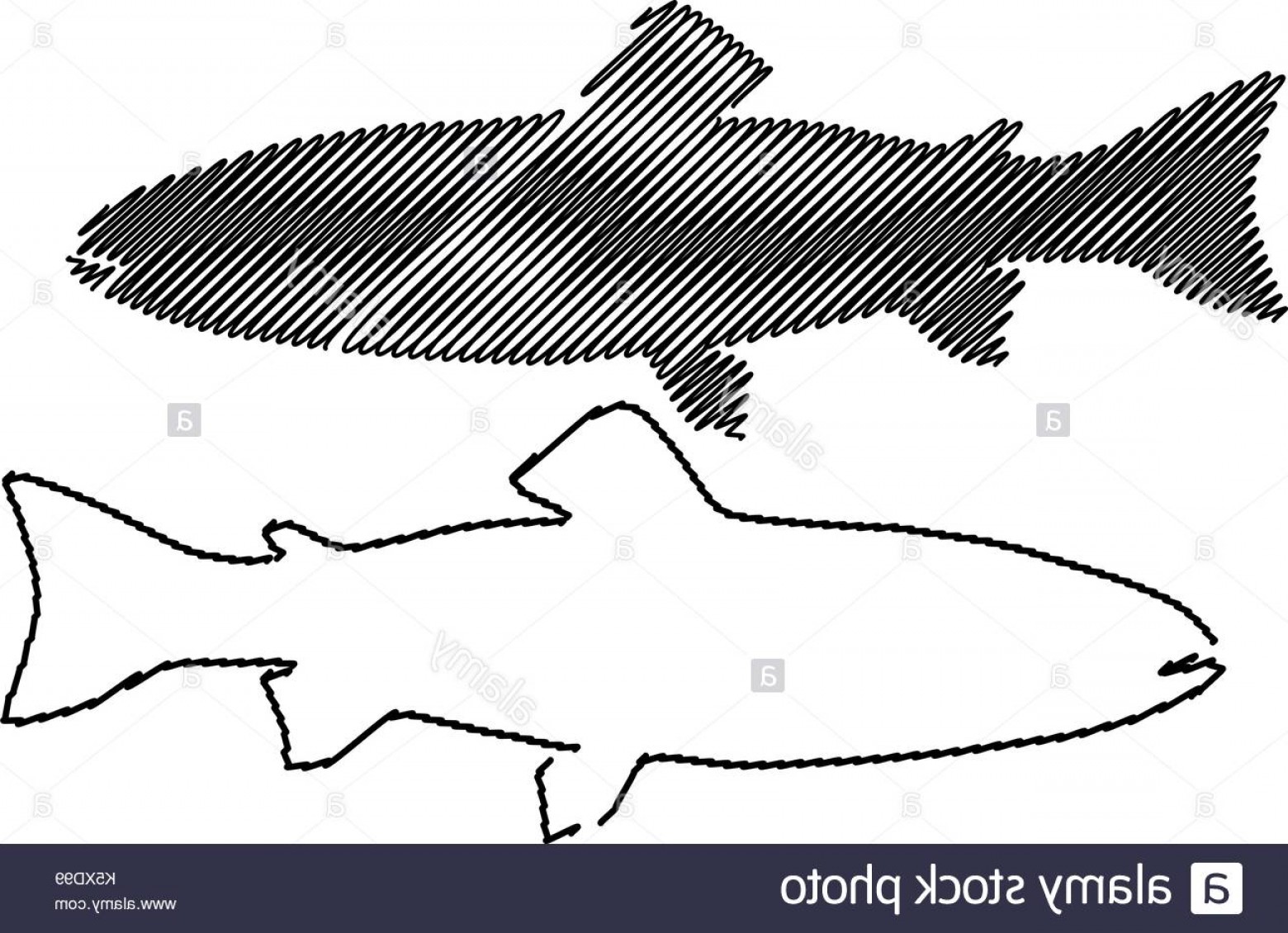 Trout Silhouette Vector Salmo Trutta Fario Oncorhynchus Mykiss 1560x1130 Trout Silhouette Vector Salmo Trutta Fario Oncorhynchus Mykiss