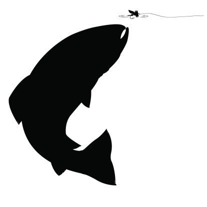 Vector Illustration Of A Trout Rising For A Fly Detailed 414x414 Vector Illustration Of A Trout Rising For A Fly Detailed