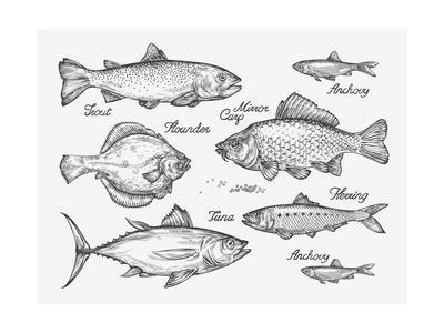 Hand Drawn Fish Sketch Trout, Carp, Tuna, Herring, Flounder 400x300 Hand Drawn Fish Sketch Trout, Carp, Tuna, Herring, Flounder