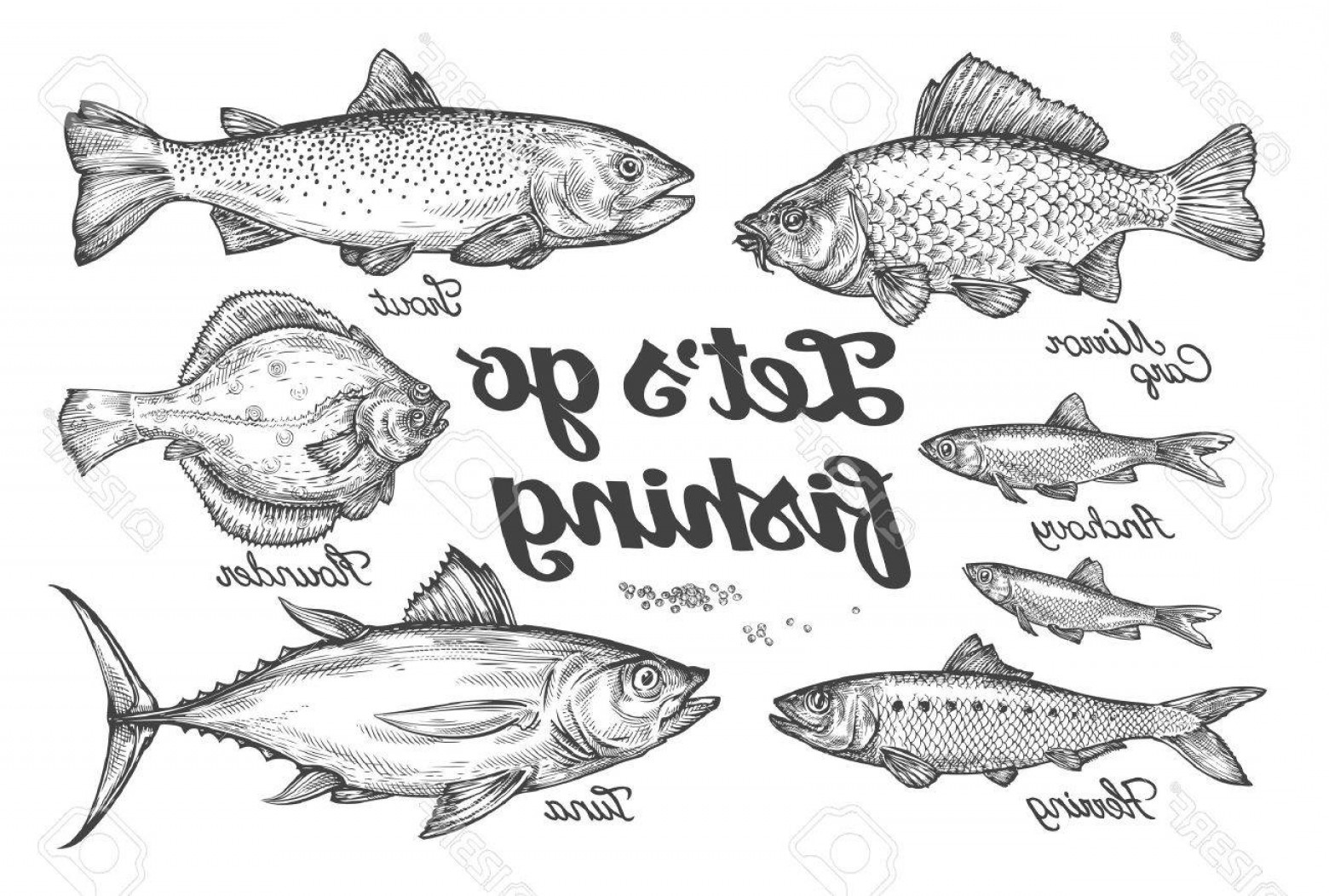Photostock Vector Fishing Hand Drawn Vector Fish Sketch Trout Carp 1560x1052 Photostock Vector Fishing Hand Drawn Vector Fish Sketch Trout Carp
