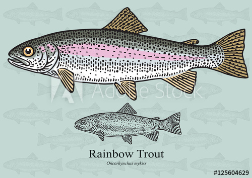 Rainbow Trout Vector Illustration For Artwork In Small Sizes 500x354 Rainbow Trout Vector Illustration For Artwork In Small Sizes