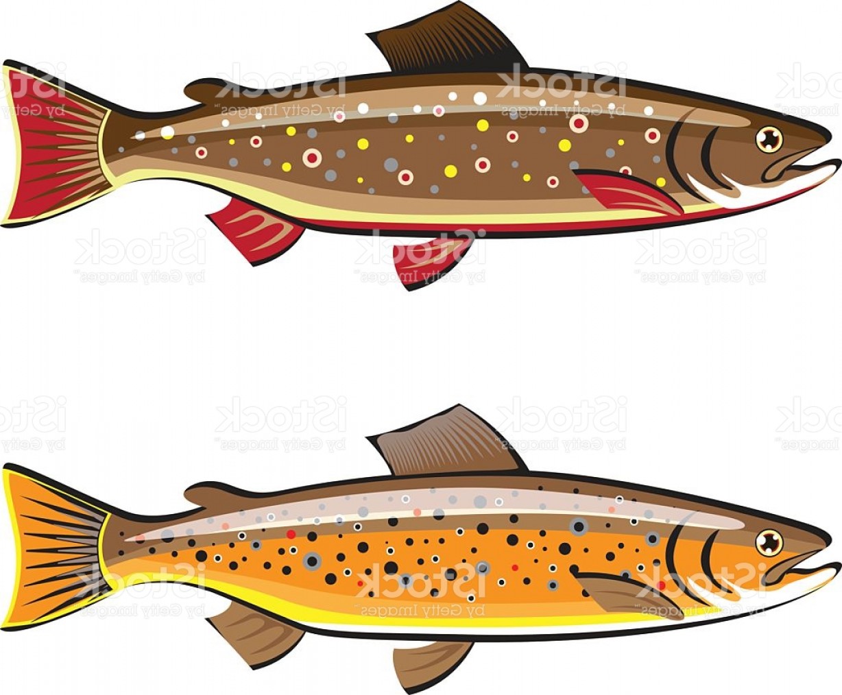 Brown And Brook Trout Fish Vector Gm Createmepink 1228x1014 Brown And Brook Trout Fish Vector Gm Createmepink
