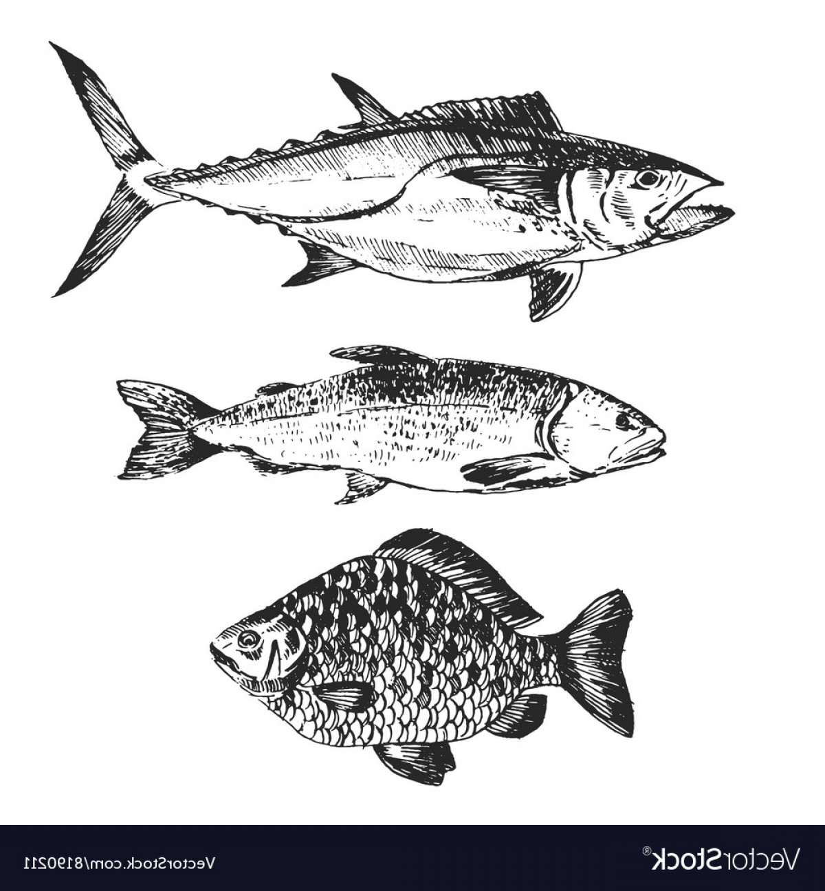 Trout Drawing Vector Handandbeak 1200x1296 Trout Drawing Vector Handandbeak