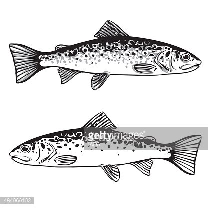 Brown Trout Illustration Stock Vectors 416x416 Brown Trout Illustration Stock Vectors