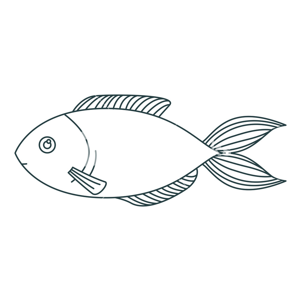 Monochrome Contour Of Trout Fish Vector Illustration Royalty Free 1000x1000 Monochrome Contour Of Trout Fish Vector Illustration Royalty Free