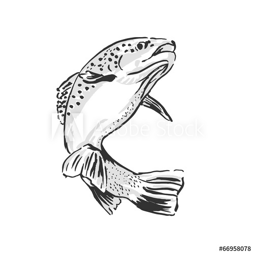 Drawing Trout Vector Illustration 500x500 Drawing Trout Vector Illustration
