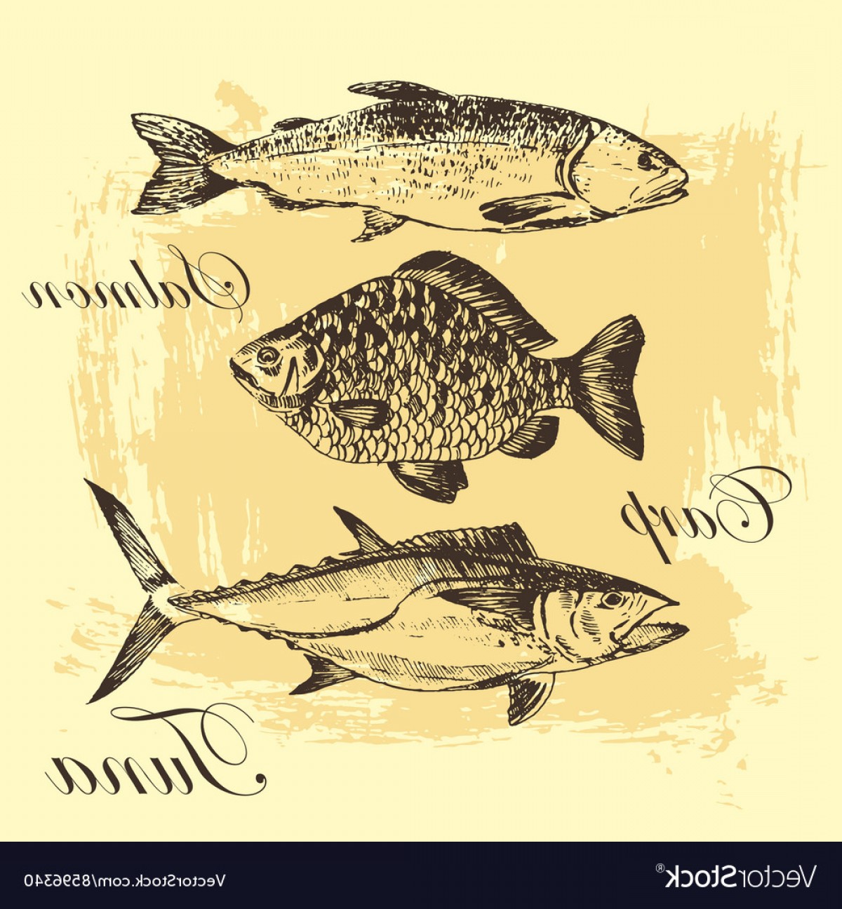 Fish Sketch Drawing Salmon Trout Carp Vector Newwaysys 1200x1296 Fish Sketch Drawing Salmon Trout Carp Vector Newwaysys