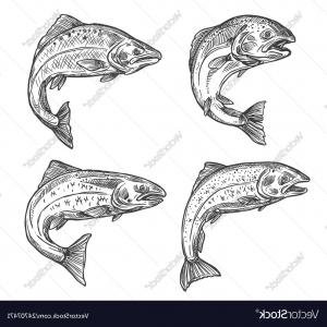 Fish Sketch Salmon And Trout Fishing Catch Vector Hoodamathrun 300x300 Fish Sketch Salmon And Trout Fishing Catch Vector Hoodamathrun