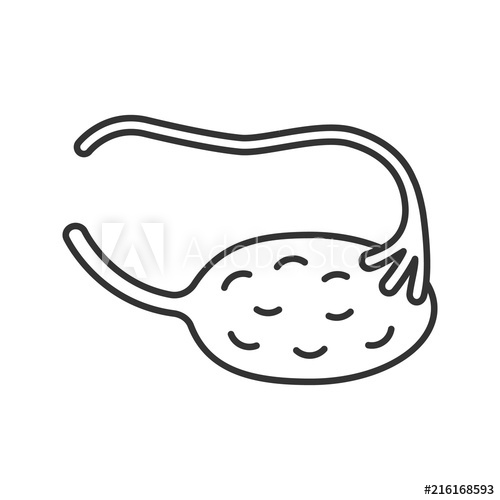 500x500 Ovary And Fallopian Tube Linear Icon