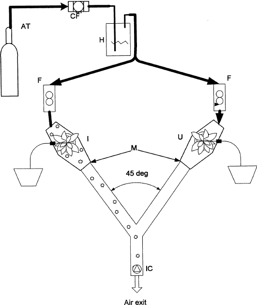 531x630 Scheme Of Y Tube Olfactometer Setup Using Volatiles From A Branch