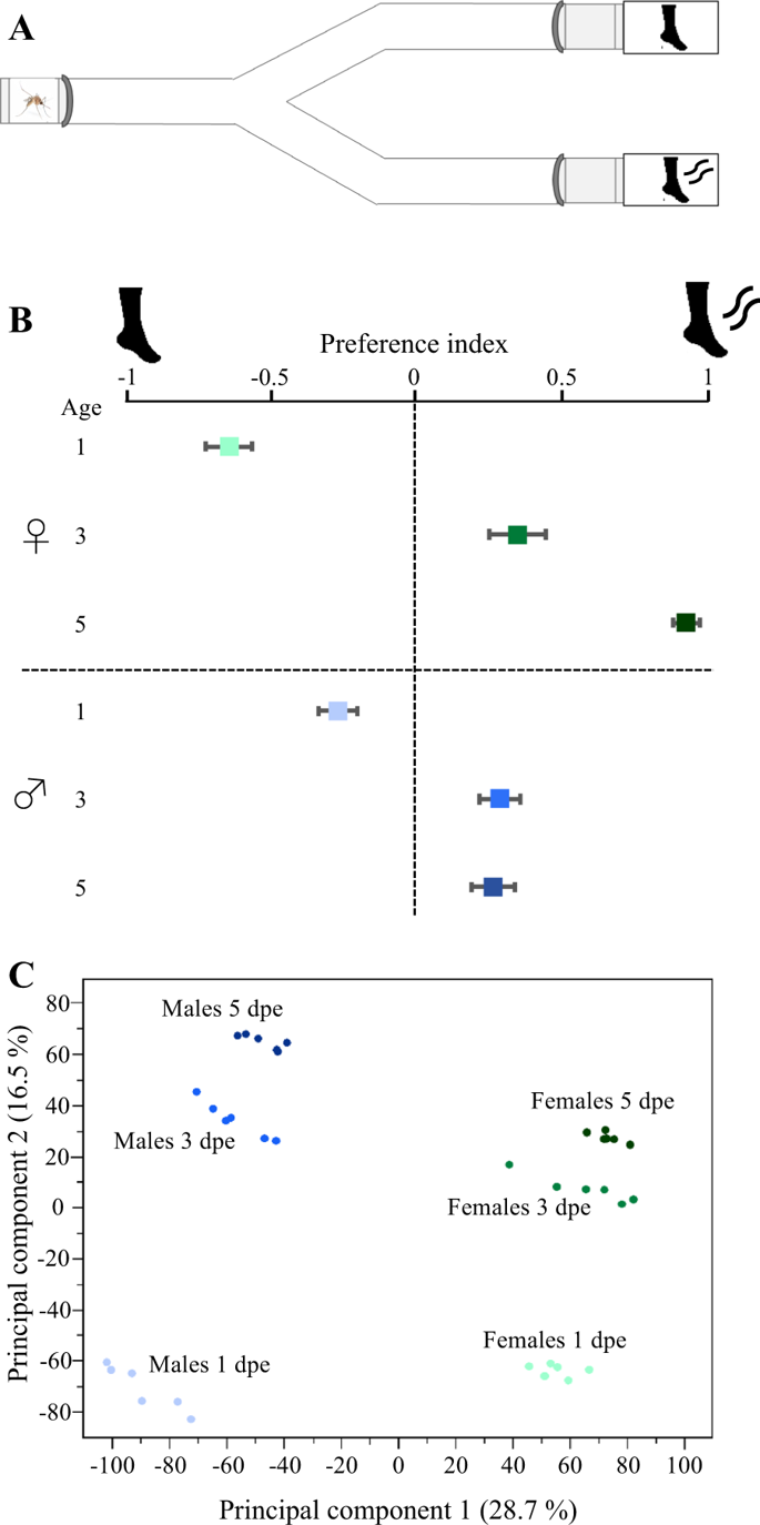 685x1374 Sex And Age Modulate Antennal Chemosensory Related Genes Linked