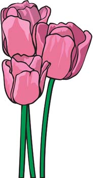 183x350 Tulip Flower