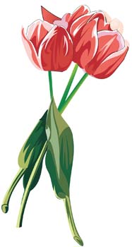 187x350 Tulip Flower Free Vector