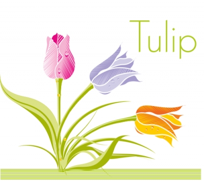 Tulip Flower Vector at Vectorified.com | Collection of Tulip Flower ...