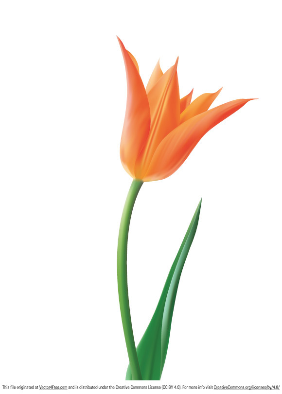 580x809 Tulip Vector Flower Vector Flower Free Vector Free Download