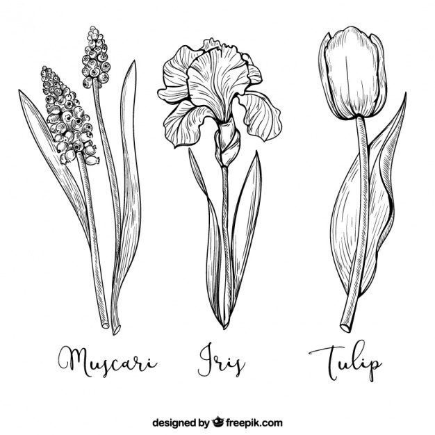 626x626 Tulip Vectors, Photos And Free Download