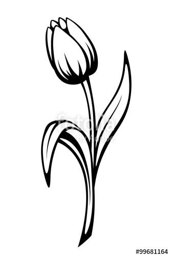 334x500 Black Contour Of A Tulip Flower Vector Line Art Illustration