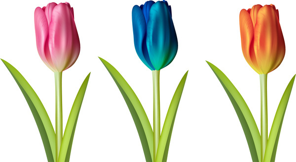 600x328 Tulip Flower Vectors Free Vector Download