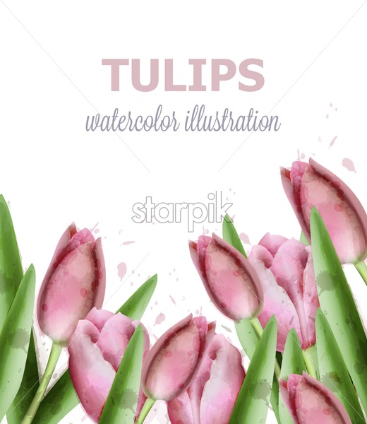 520x600 Tulip Flowers Vector Watercolor Isolated On White Background