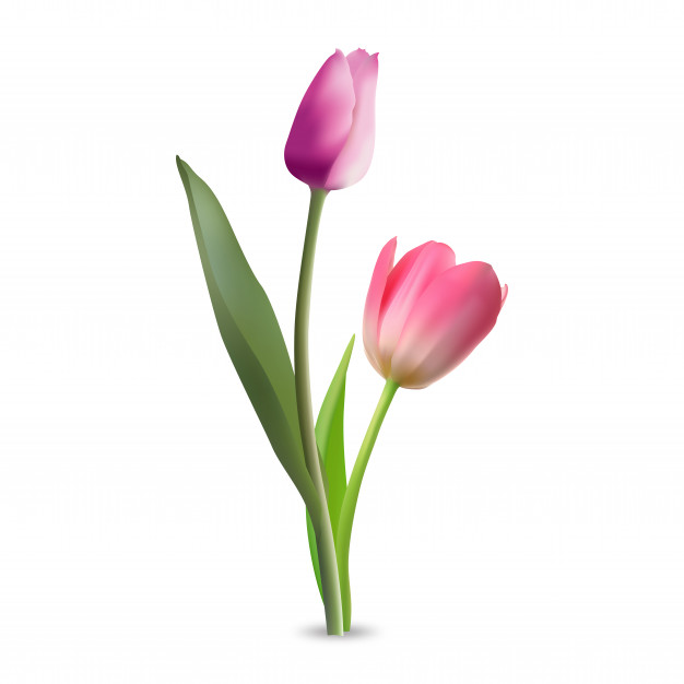 626x626 Tulip Flowers Vector Vector Premium Download