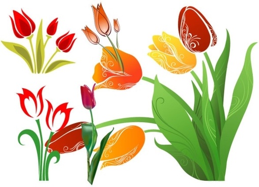 509x368 Tulip Free Vector Download