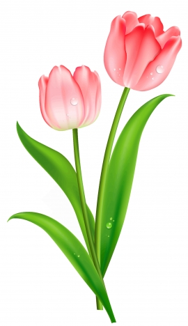 270x468 Tulips Flower Vectors Stock In Adobe Illustrator