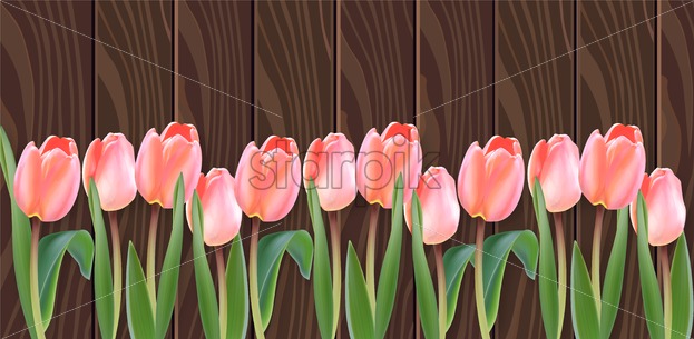 623x305 White Tulip Flowers Vector Realistic Banner Spring Season