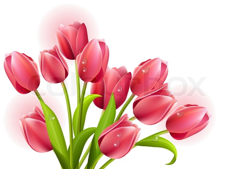 800x566 Bunch Of Tulips Isolated On White Stock Vector Colourbox
