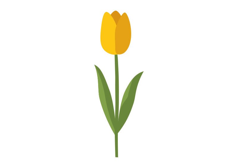 800x566 Yellow Tulip Flower Flat Vector