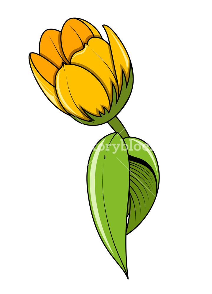 719x1000 Yellow Tulip Flower Vector Royalty Free Stock Image