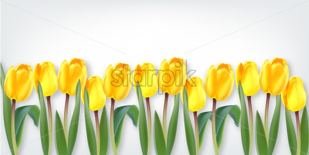 623x314 Yellow Tulip Flowers Vector Realistic Banner Spring Season