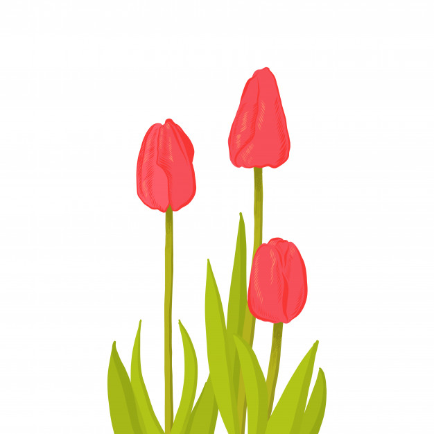 626x626 Hand Drawn Bunch Of Three Side View Red Tulip Flower Vector