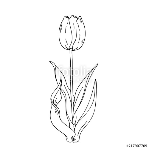 500x500 Silhouette Tulip Flower And Leaves Isolated On White Background