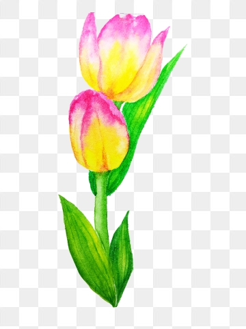 360x480 White Tulip Png, Vector, And Clipart With Transparent