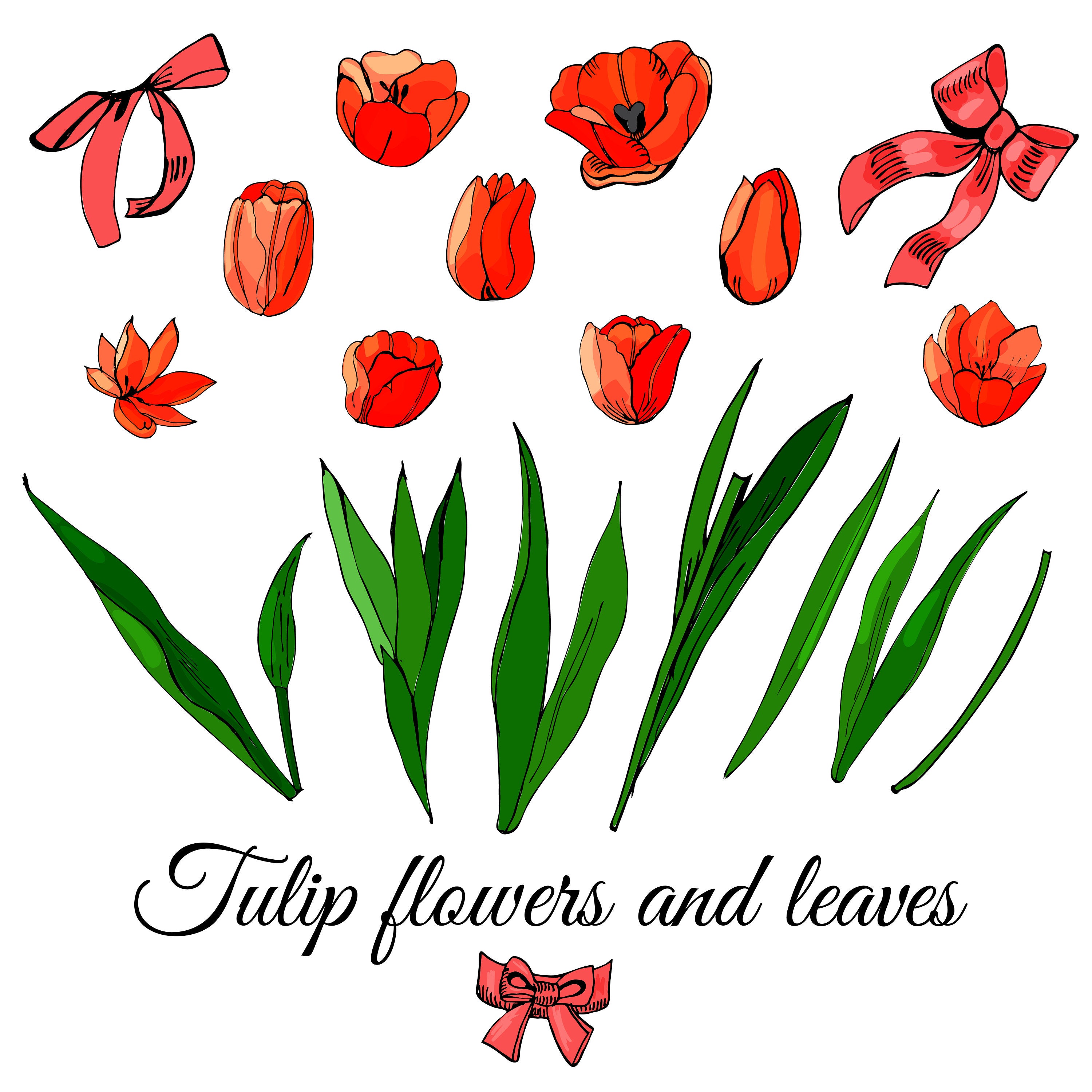 3000x2999 Set Hand Drawn Sketch With Tulip Flowers Leaves And Bows Etsy