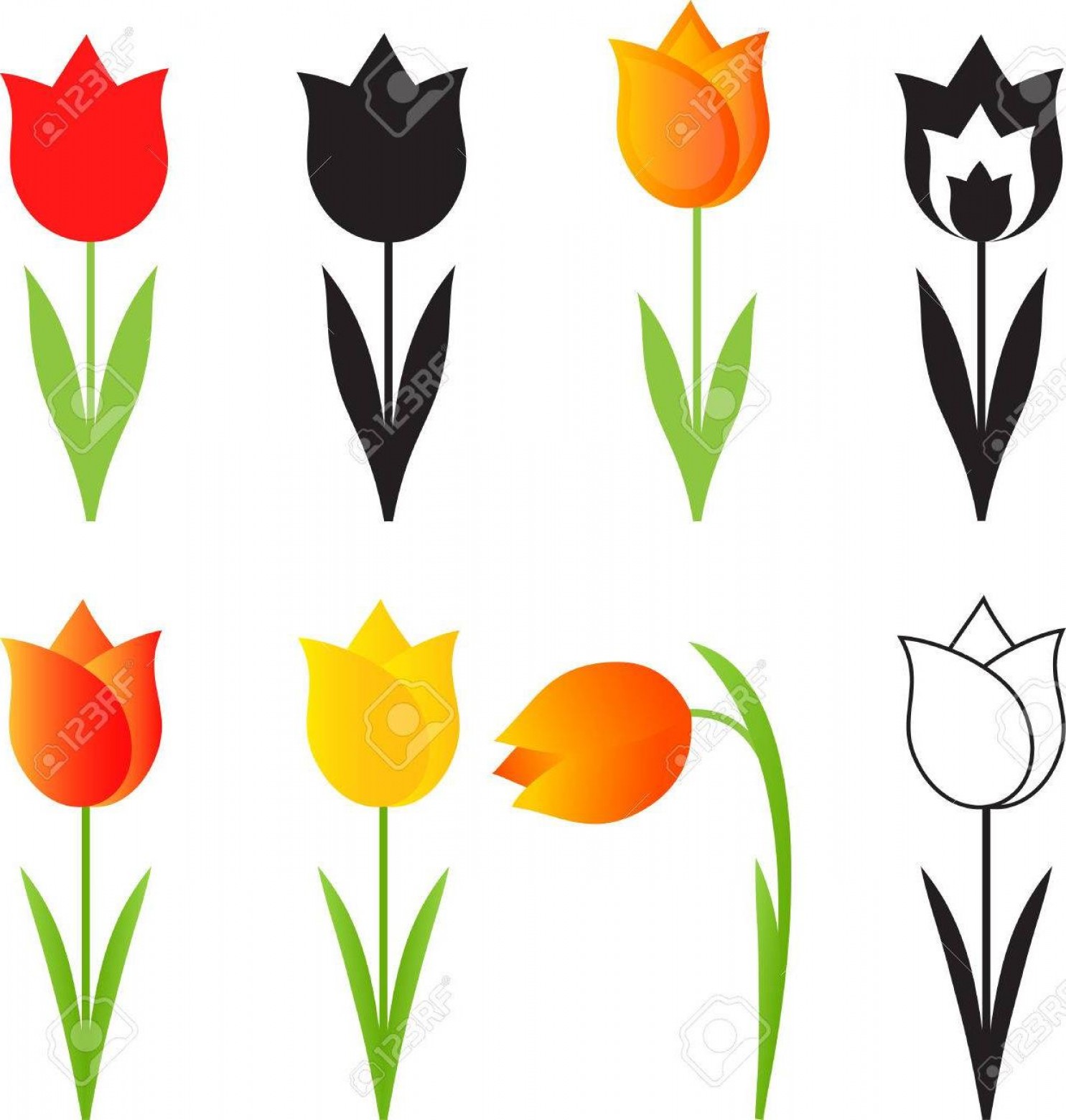1485x1560 Tulip Vector Artwork Cqrecords