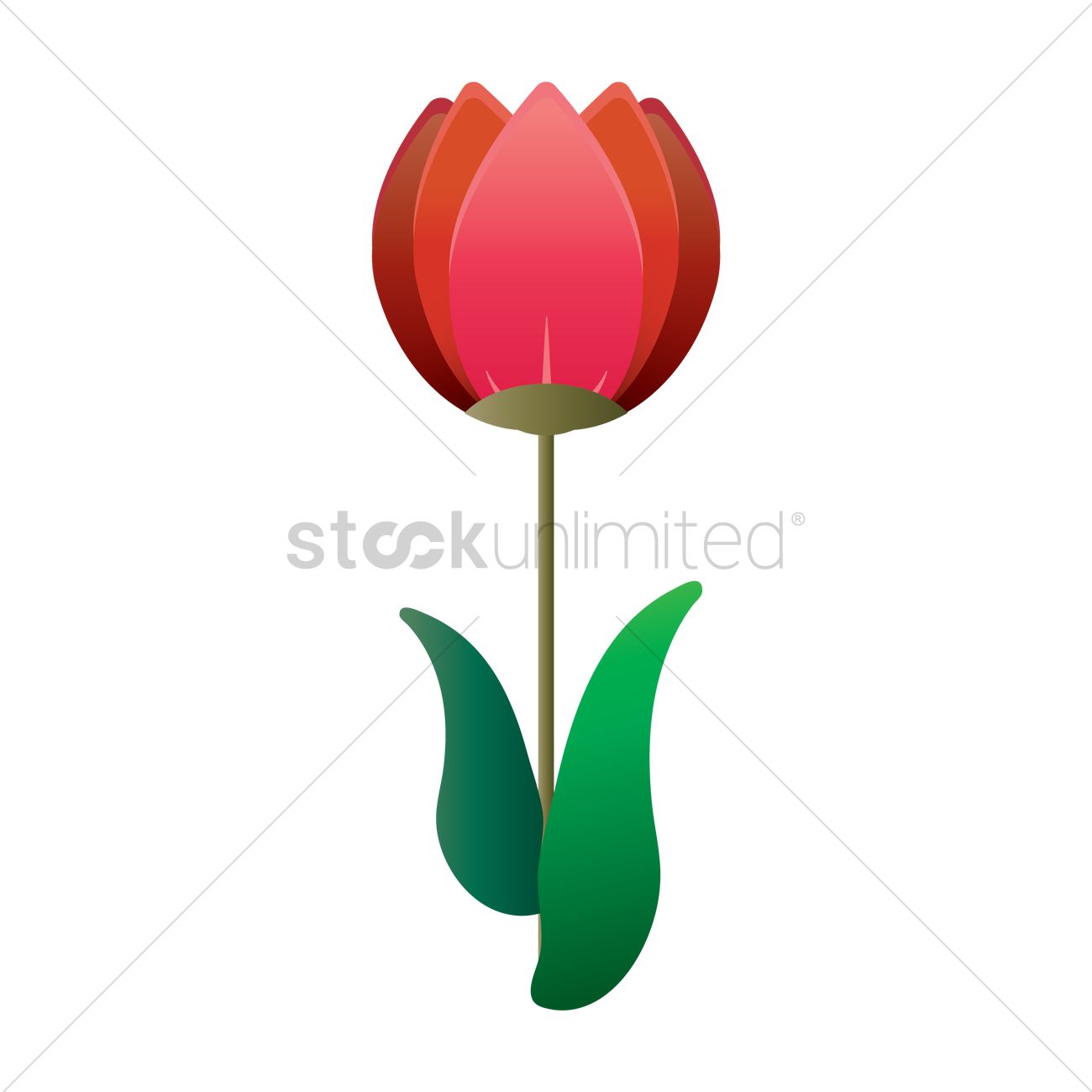 1300x1300 Tulip Vector Image