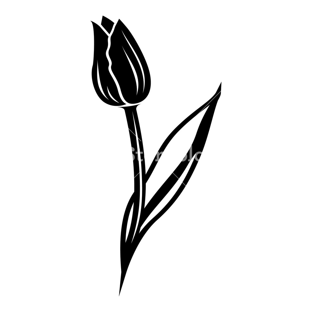 Tulip Vector at Vectorified.com | Collection of Tulip Vector free for ...