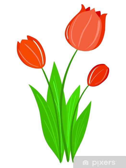 525x700 Tulip Vector Wall Mural