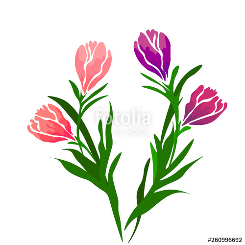 500x500 Tulip Vector Illustration Springtime Realistic Flowers Bouquet