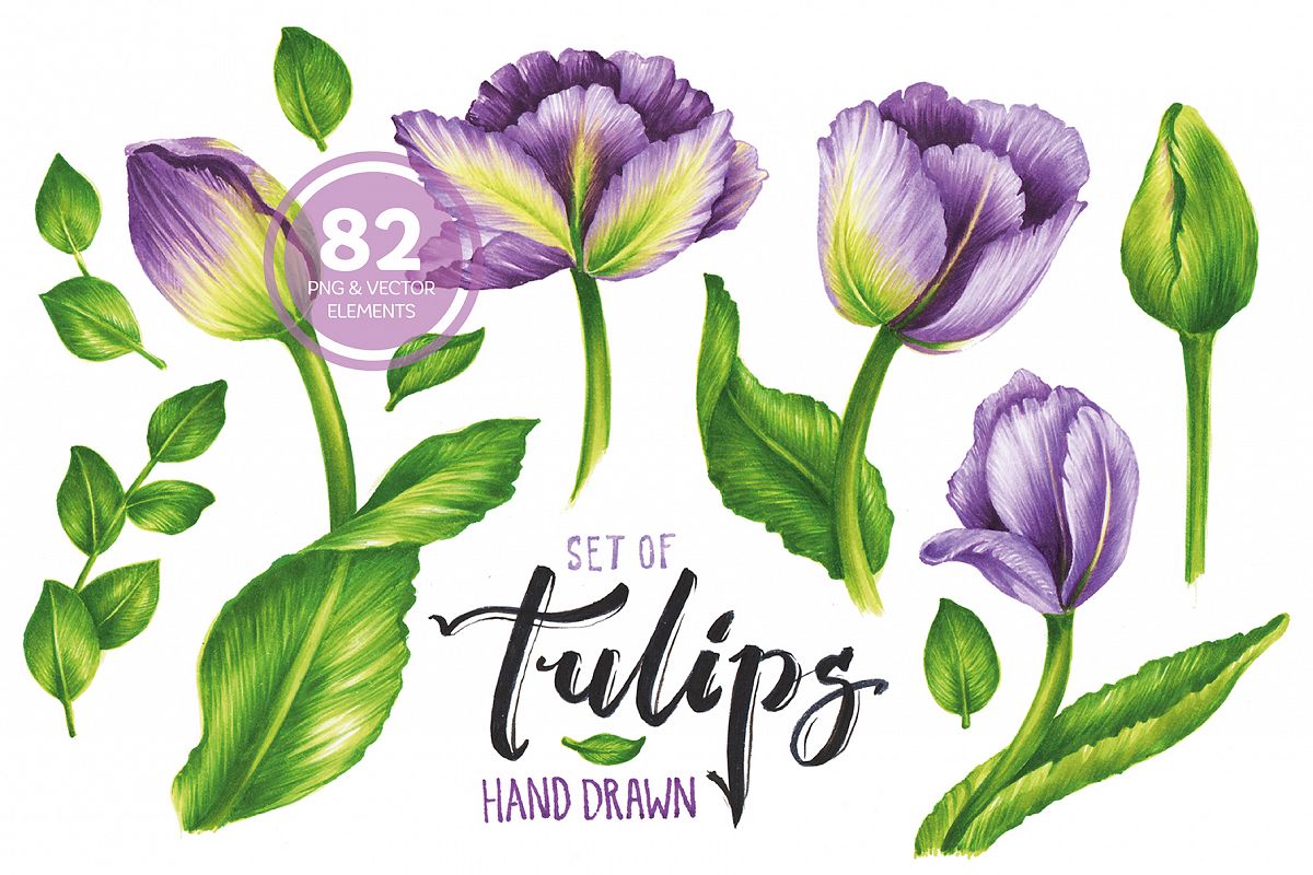 1200x800 Vector Set Of Violet Tulips