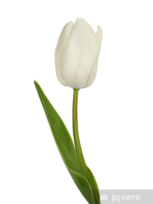 525x700 White Tulip Vector Illustration Isolated On White Sticker