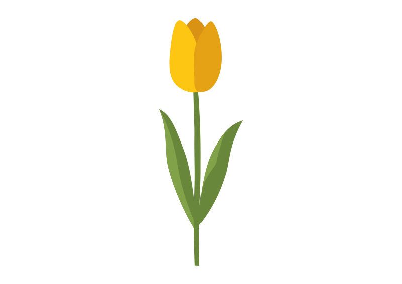 800x566 Yellow Tulip Flower Flat Vector Flat Vectors In Yellow