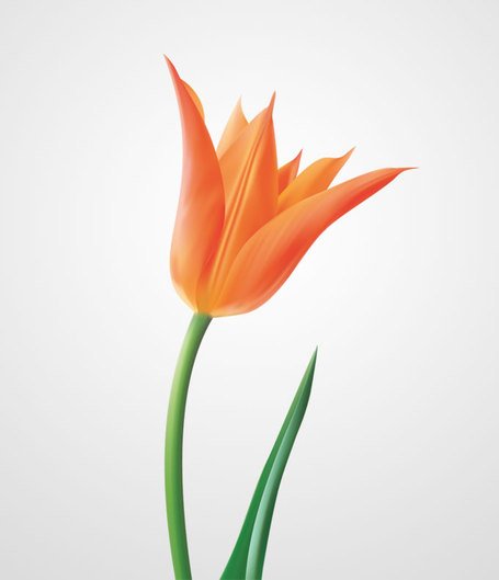 455x529 Free Tulip Clipart And Vector Graphics