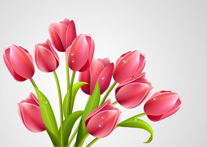 680x482 Free Tulip Vector Bouquet Illustration